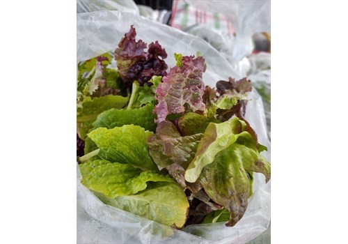 Lettuce & Salad Greens