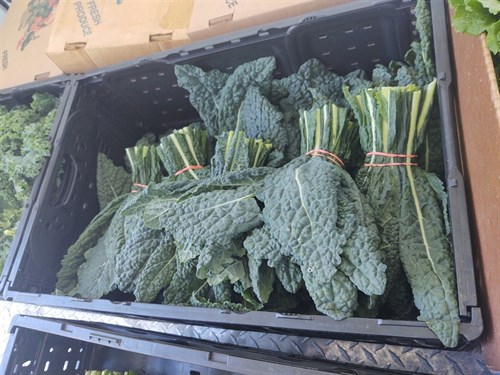 Greens - Tuscan Kale