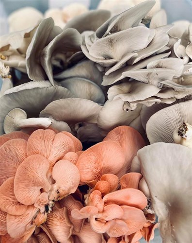 Mushrooms - Oyster