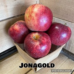 RSM: JonaGold