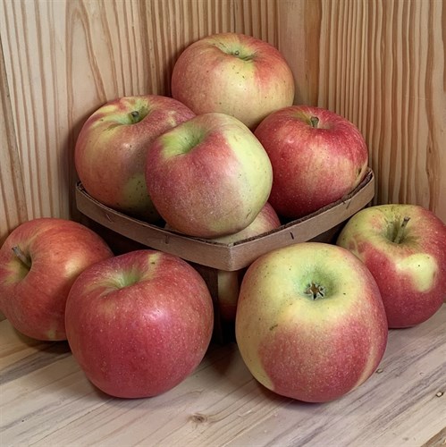 RSM: Ambrosia