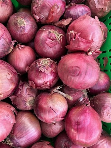 Onion-Red