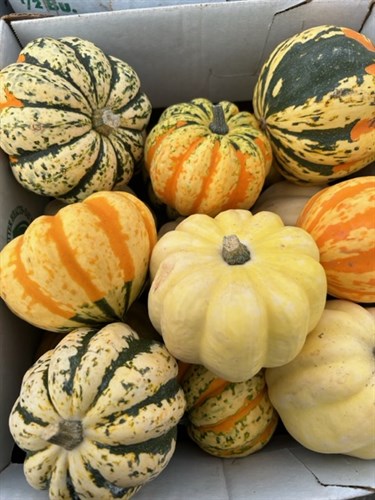 Winter Squash-Acorn
