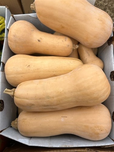 Winter Squash-Butternut