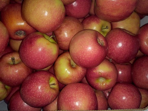 Apples (Mixed)