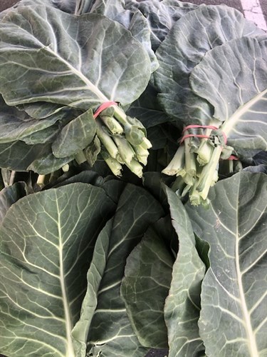 Greens-Collard-bunch