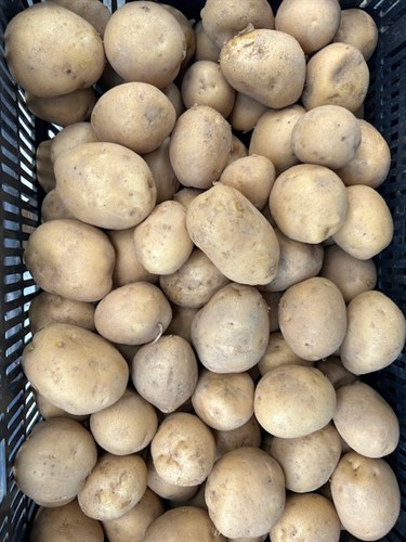 Potatoes-White