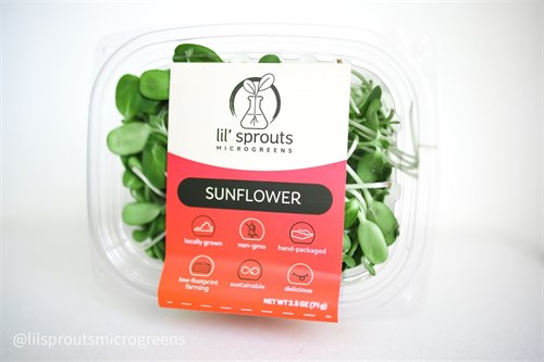 Sunflower Shoots