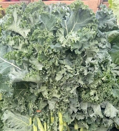 Greens-Curly-Kale-12 bunch count-bushel