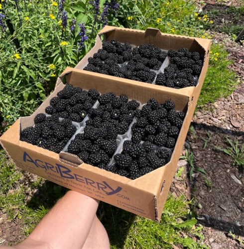 RSM: Blackberries